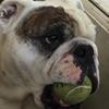 Carrie Linder's Bulldog - Meatball