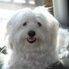 [REDACTED] [REDACTED]'s West Highland White Terrier - Scottie