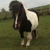 Stephanie Johnson's Shetland Pony - Alfie