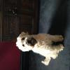 Polly Redman's Soft Coated Wheaten Terrier - Humphrey