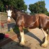 Liz Walker's Clydesdale Horse - Gail