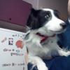 Louisa Spriggs's Jack Russell Terrier - Mugwy