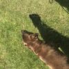 Kate Woods's Labrador Retriever - Bailey