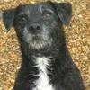 Keith Russell's Patterdale Terrier - Monty