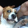 Sarah Metcalfe's Beagle - Lulu