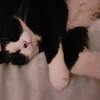 Elizabeth Lindley's Domestic longhair cat - Millie