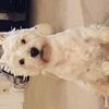 John Sanderson's West Highland White Terrier - Monty