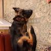 Meryl Smith's German Shepherd Dog (Alsatian) - Jester