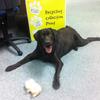 [REDACTED] [REDACTED]'s Labrador Retriever - Toby
