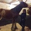 Romaney-Lei Grant's Clydesdale Horse - Bonnie