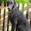 Laura Curtis's Curly Coated Retriever - Crispin