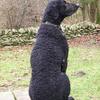 Laura Curtis's Curly Coated Retriever - Crispin