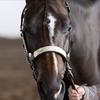 Juliet Dolman's American Quarter Horse - Ruby