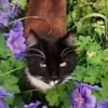 Inga Yates's Domestic longhair cat - Wade