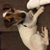 Steph  Marshall 's Jack Russell Terrier - Alfie
