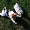 Rex Hilson's Smooth Fox Terrier - Tess