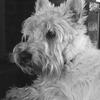 Shirley Bowley's Scottish Terrier - Angus