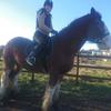 Jessie Carr's Clydesdale Horse - Monty