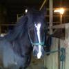 Michelle Evans's Gypsy Vanner Horse - Bonnie