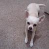 Kelly Scrivener's Chihuahua (Smooth Coat) - Poppy