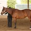 Fiona Powley's American Quarter Horse - Zippin N Chippin