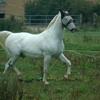 Joanne Hall's Gelderland Horse - Monty