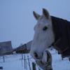 Joanne Hall's Gelderland Horse - Monty