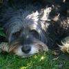 Angela Harry's Bearded Collie - Alfred