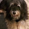 Angela Harry's Bearded Collie - Alfred