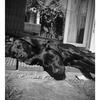 Jeremy Legg's Labrador Retriever - Bonni
