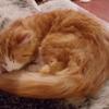 Chloe Wootton's British Domestic Longhair - Garfield