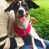 Kayleigh  Cobbold 's Jack Russell Terrier - Peppie