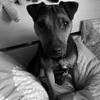 Nicola Smith's Lakeland Terrier - Mabel