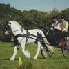Olivia  Loder's Gypsy Vanner Horse - Tiny Tim