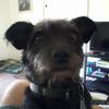 [REDACTED] [REDACTED]'s Cairn Terrier - Daisy