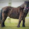 Julie Humphreys's Shetland Pony - Royal Grace