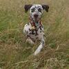 Marion Pace's Dalmatian - Maisie May