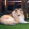 Yvonne Crosbie's Shetland Sheepdog - Enya