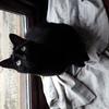 Paula Pettifer's Domestic longhair cat - Blackie