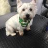 Samantha Game's West Highland White Terrier - Toby