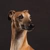 Claire Taylor's Whippet - Alfie