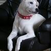 Christine Williams's Jack Russell Terrier - George