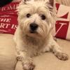 Pat Dobbin's West Highland White Terrier - Bobby