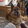 Theresa Matangi's German Shepherd Dog (Alsatian) - Samson