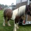 Paula Graham's Gypsy Vanner Horse - Harry