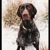 Kim Smith's German Shorthaired Pointer - Hitch