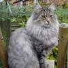 [REDACTED] [REDACTED]'s Norwegian Forest Cat - Figaro