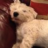 [REDACTED] [REDACTED]'s West Highland White Terrier - Hamish