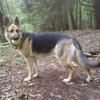 Rachel Moxon's German Shepherd Dog (Alsatian) - Alda