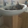Kiera Hitchman 's British Domestic Longhair - Cat